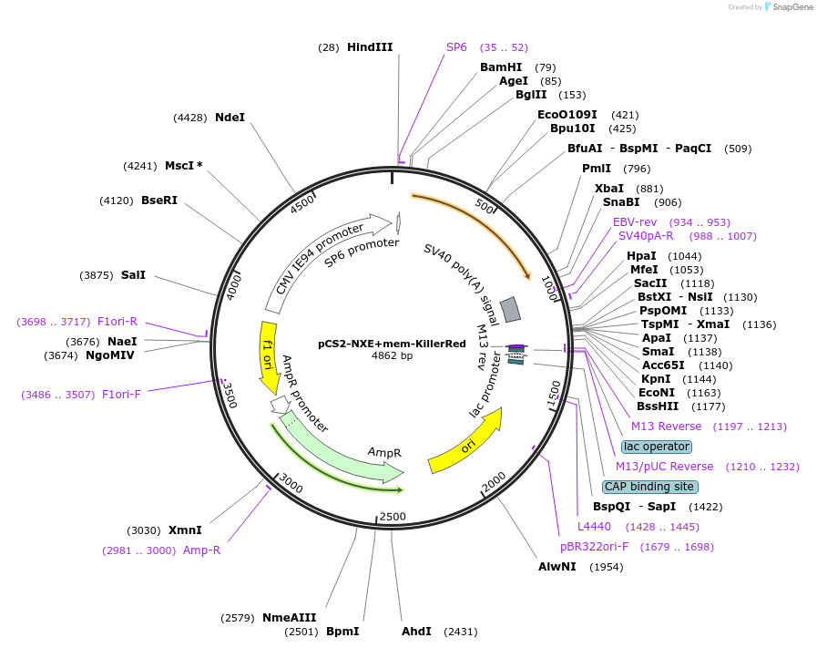 45761-plasmid-map-sequence-id-64076