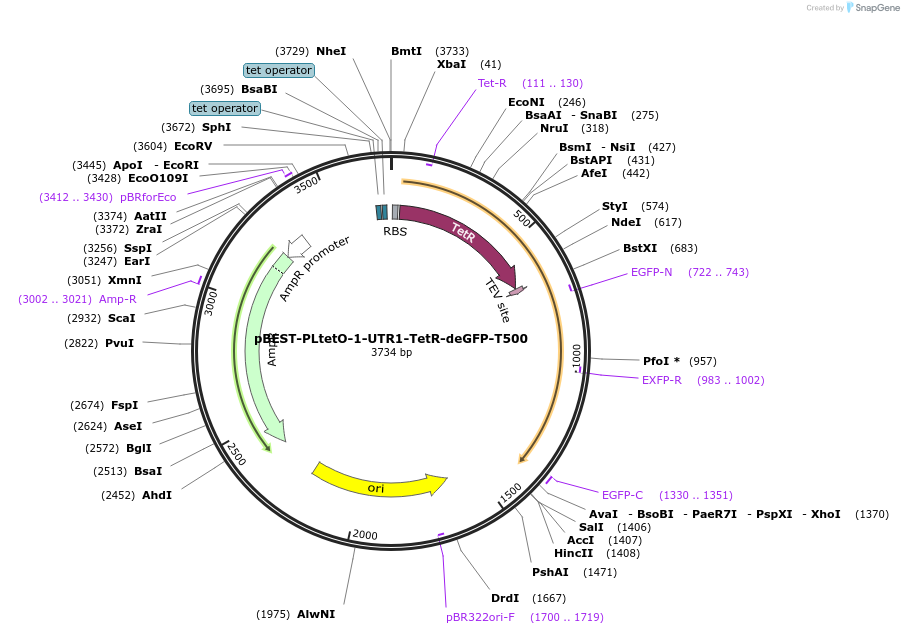 45774-plasmid-map-sequence-id-64148