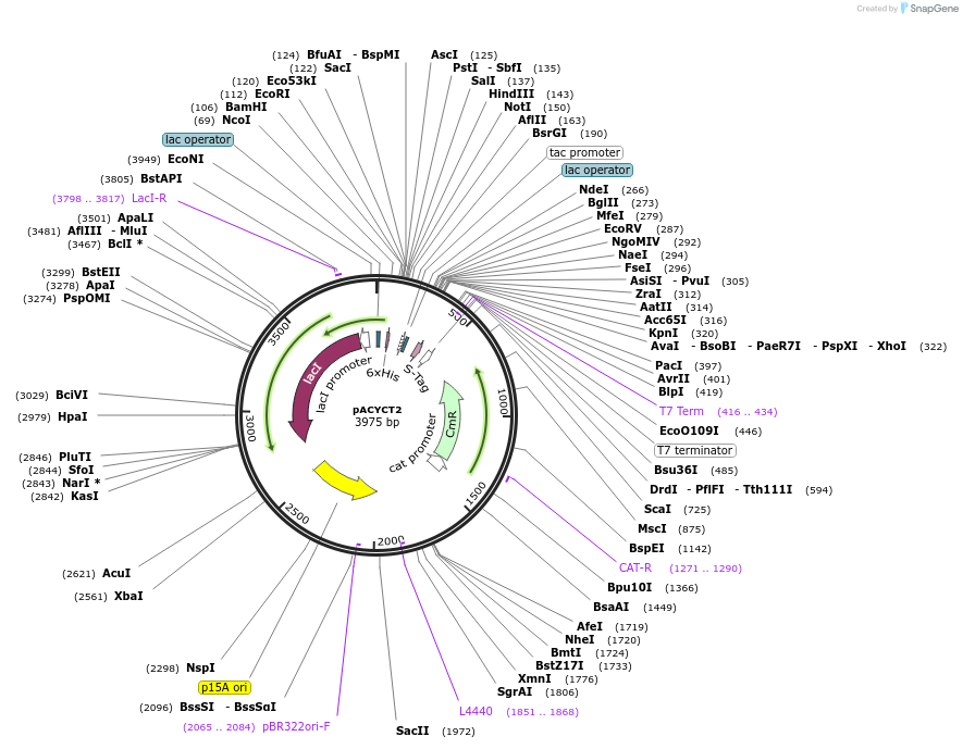 45799-plasmid-map-sequence-id-64176