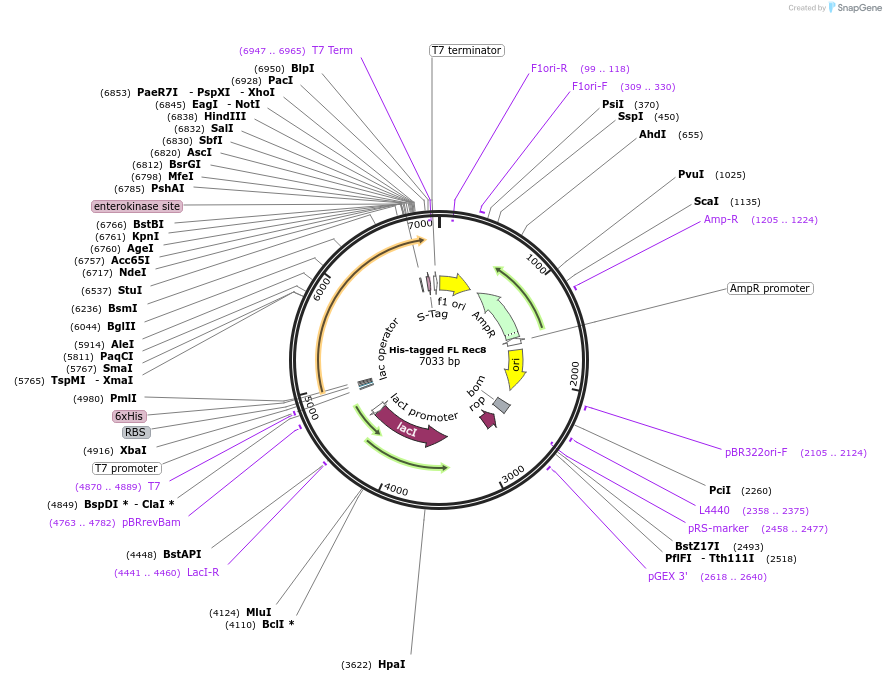 45243-plasmid-map-sequence-id-64221