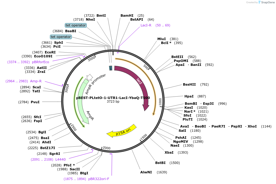 45776-plasmid-map-sequence-id-64248