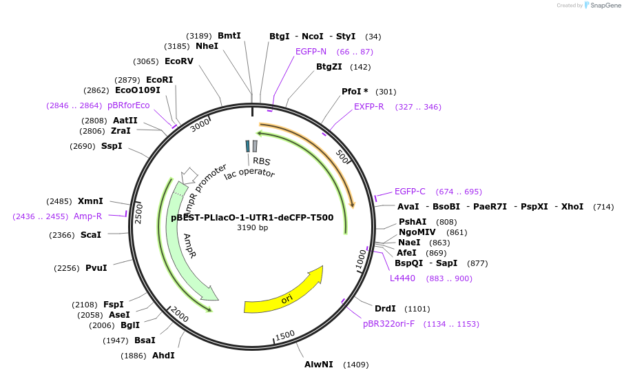 45777-plasmid-map-sequence-id-64249