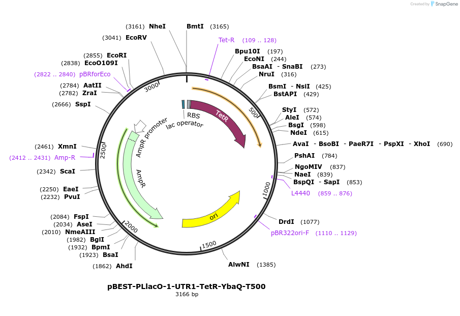 45778-plasmid-map-sequence-id-64250