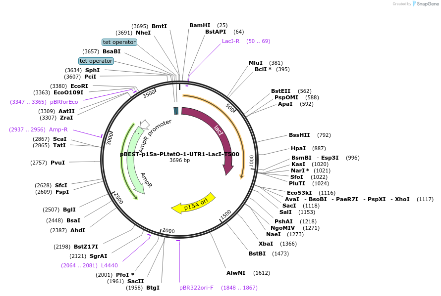 45784-plasmid-map-sequence-id-64254