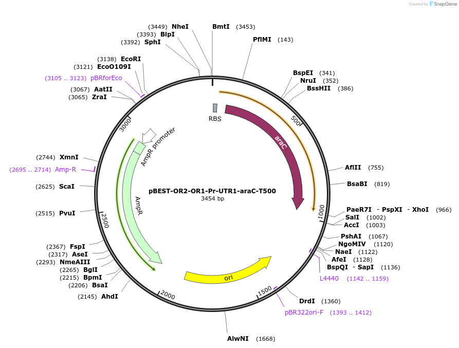 45786-plasmid-map-sequence-id-64257