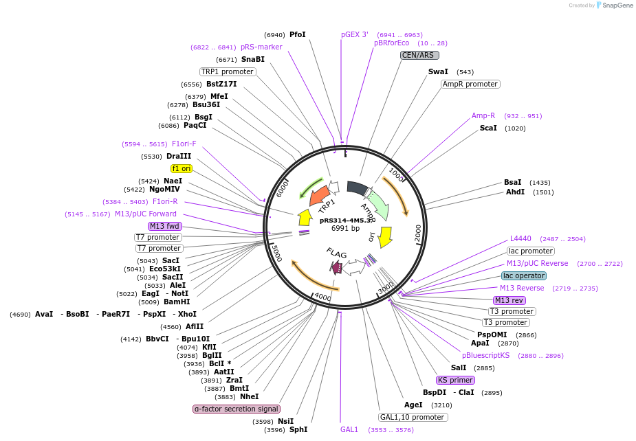 45830-plasmid-map-sequence-id-64346