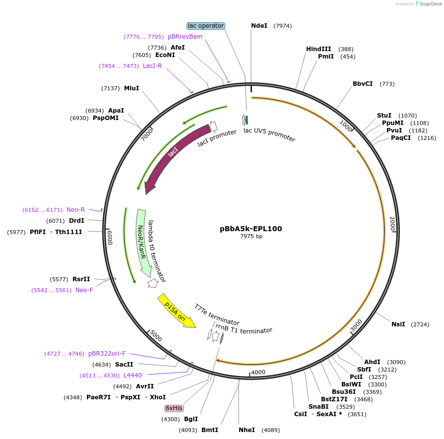 45437-plasmid-map-sequence-id-64366