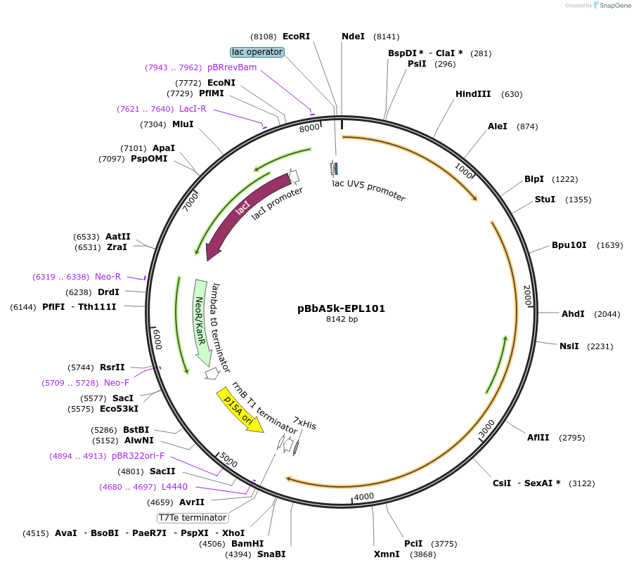 45438-plasmid-map-sequence-id-64367