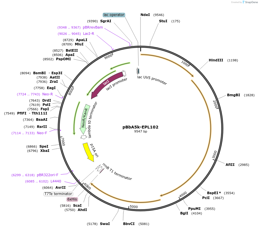 45439-plasmid-map-sequence-id-64368