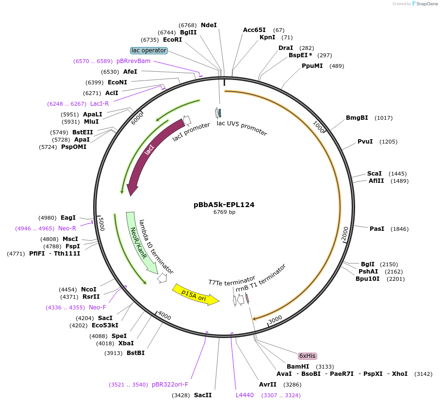 45441-plasmid-map-sequence-id-64378