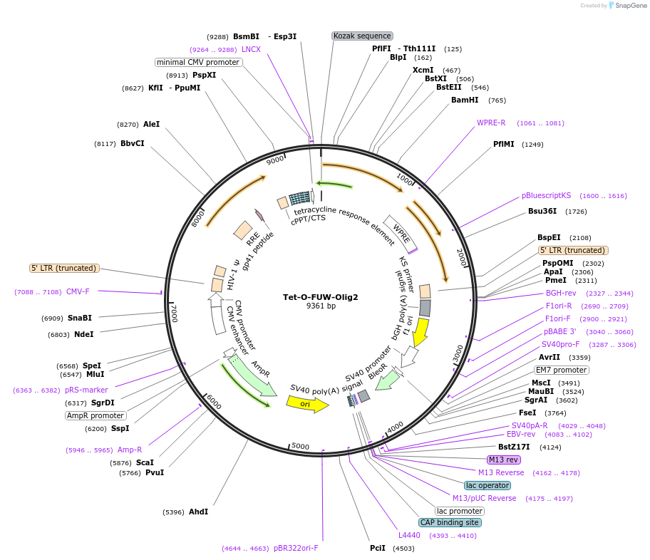 45844-plasmid-map-sequence-id-64385