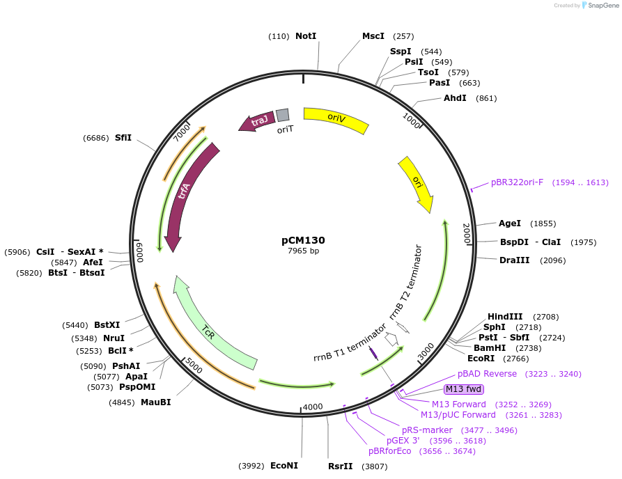 45828-plasmid-map-sequence-id-64397