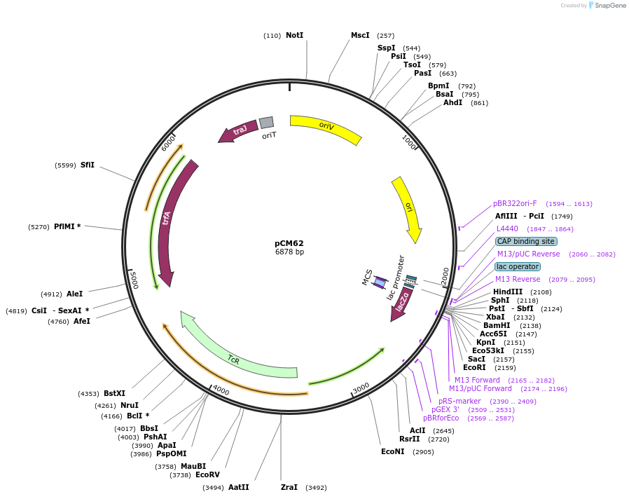 45826-plasmid-map-sequence-id-64398
