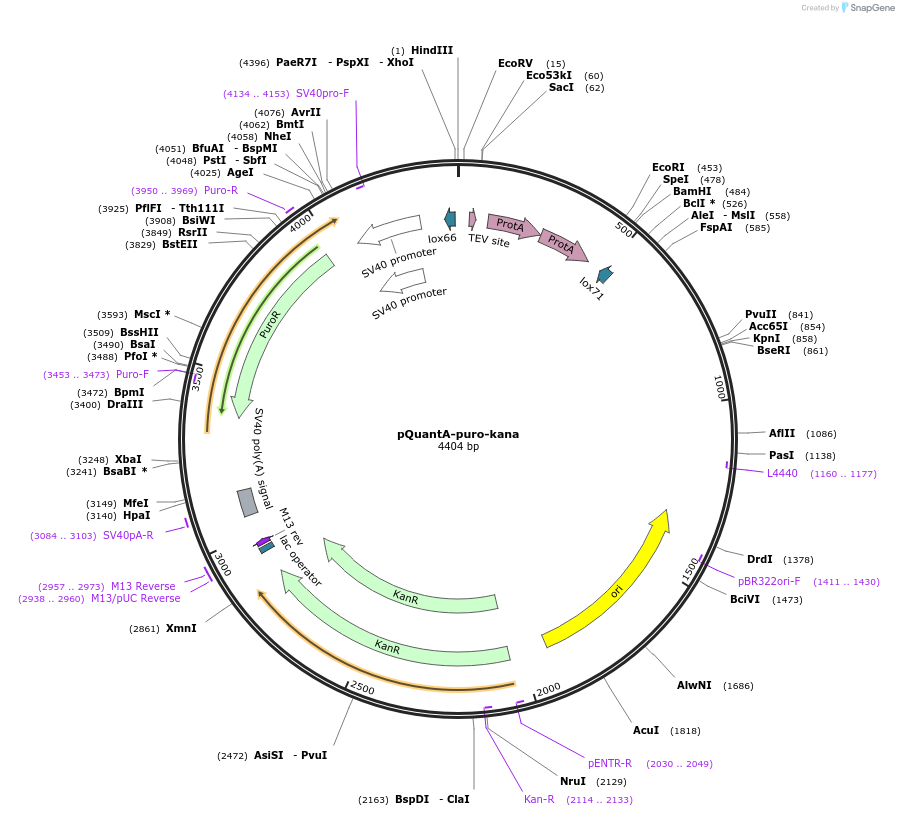 45586-plasmid-map-sequence-id-64404