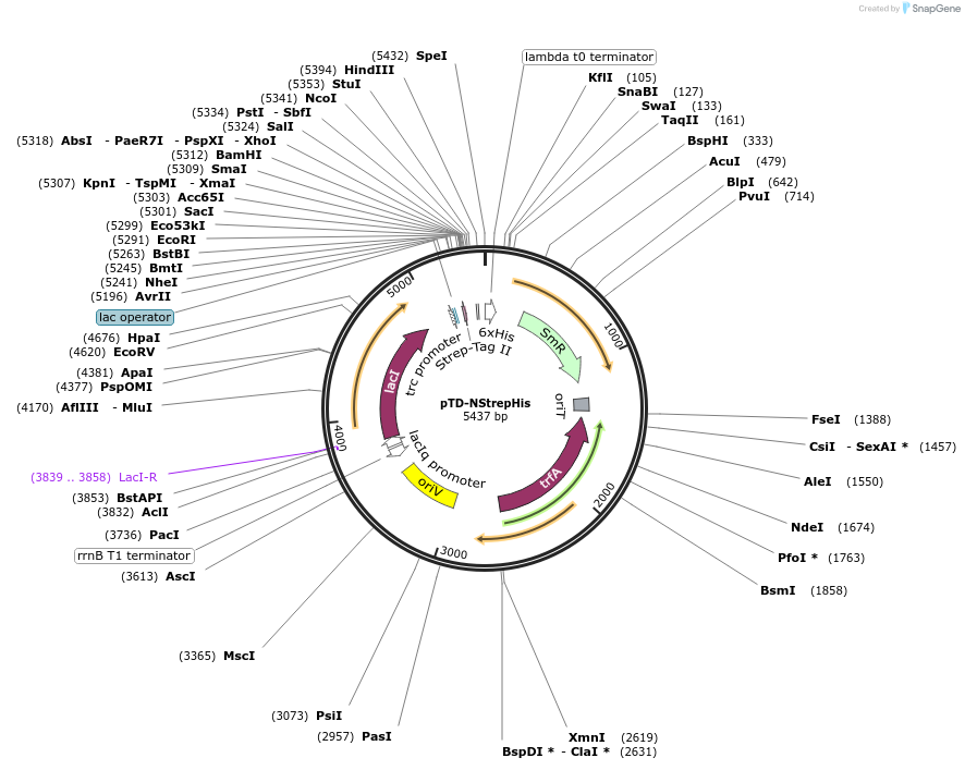 45936-plasmid-map-sequence-id-64475