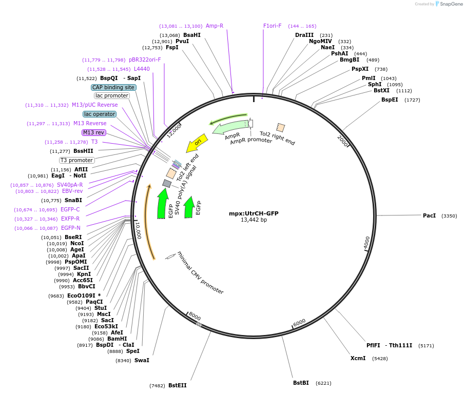 45247-plasmid-map-sequence-id-64517