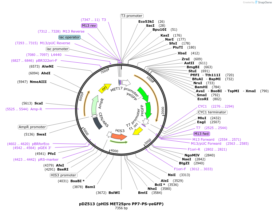 45931-plasmid-map-sequence-id-64531