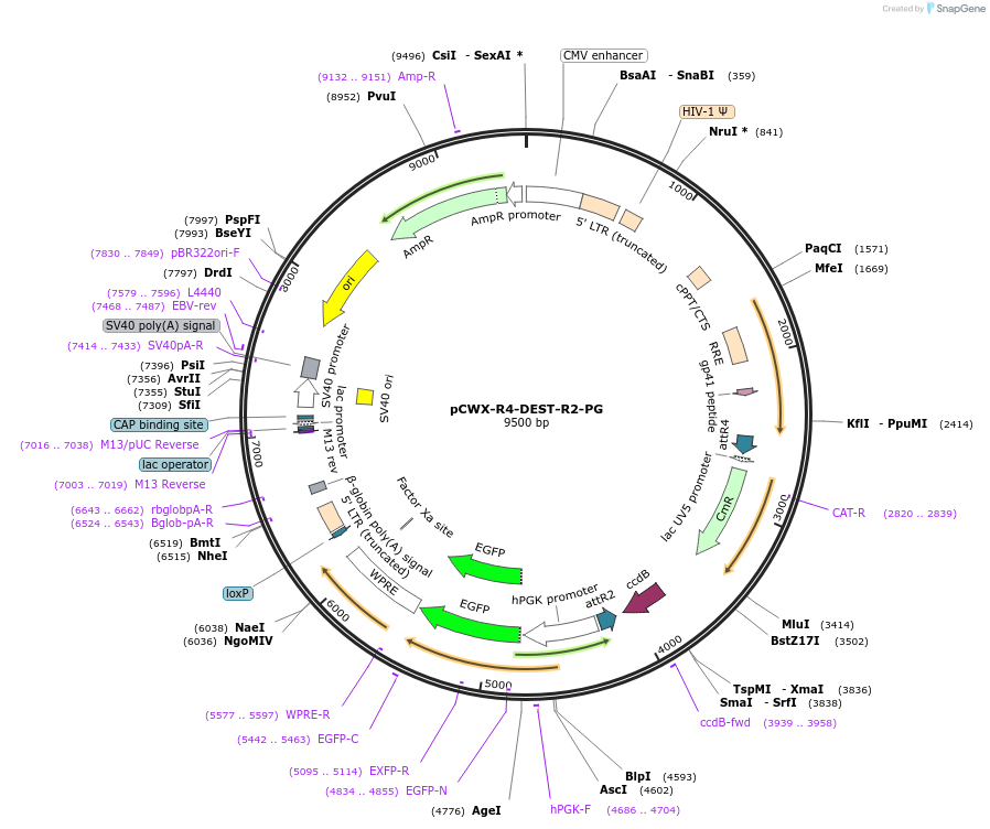 45957-plasmid-map-sequence-id-64550