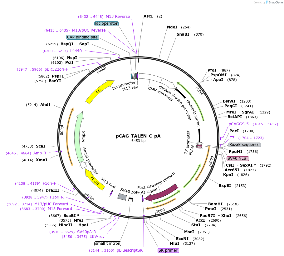 45961-plasmid-map-sequence-id-64554