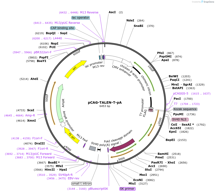45963-plasmid-map-sequence-id-64556