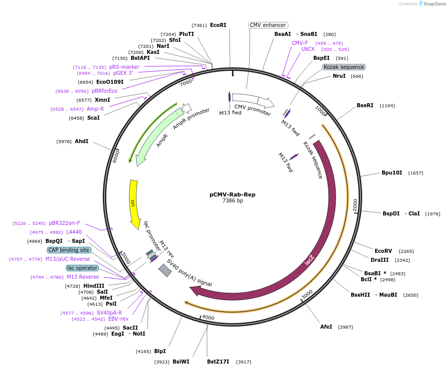 45967-plasmid-map-sequence-id-64561