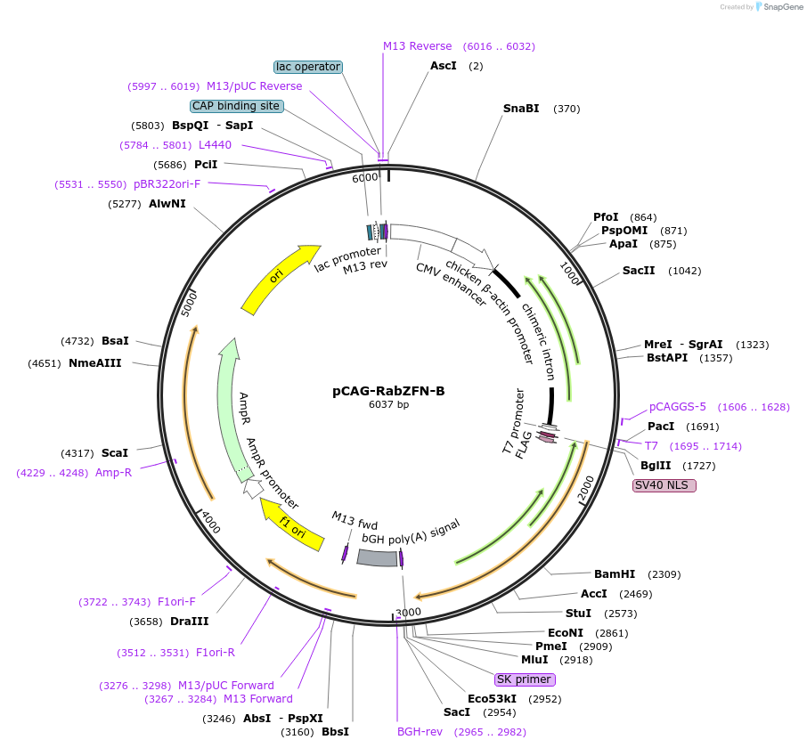 45966-plasmid-map-sequence-id-64564
