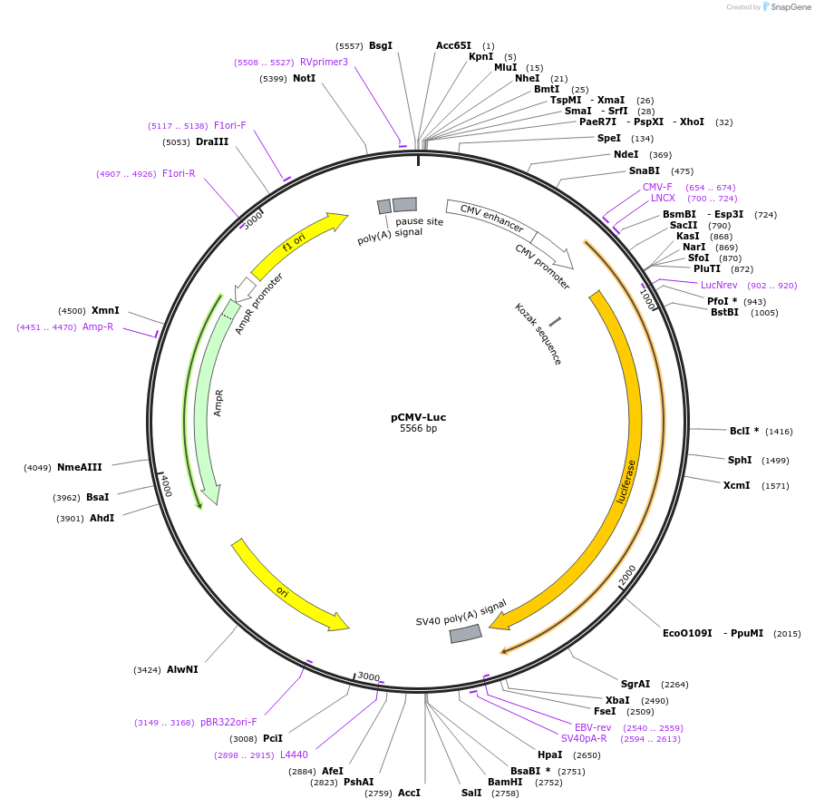 45968-plasmid-map-sequence-id-64565