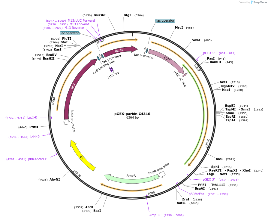 45976-plasmid-map-sequence-id-64631
