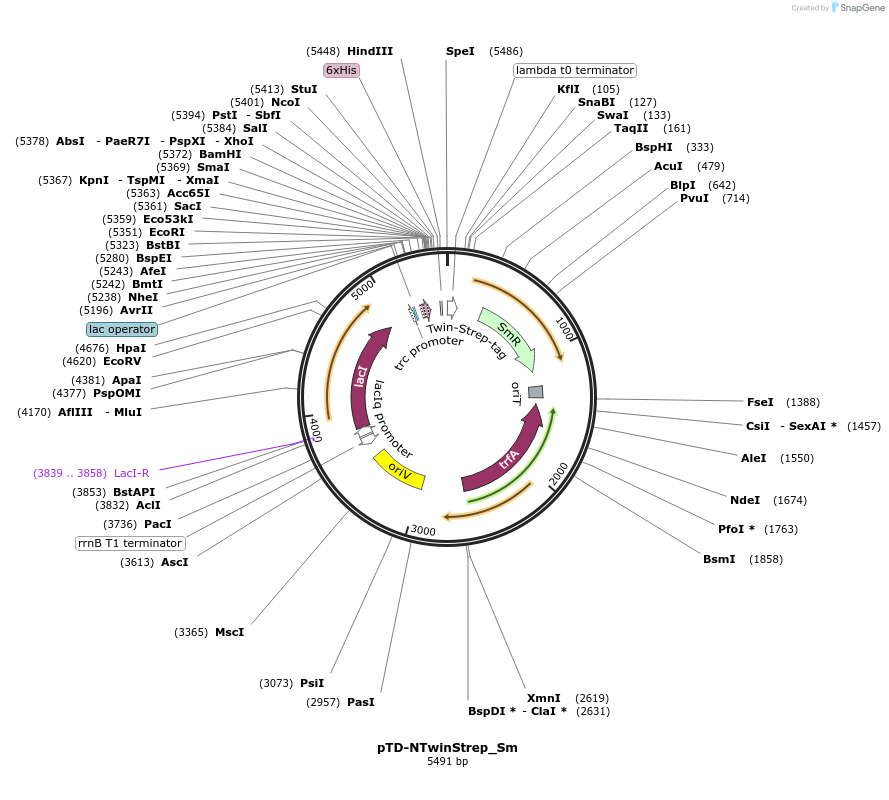 45937-plasmid-map-sequence-id-64650