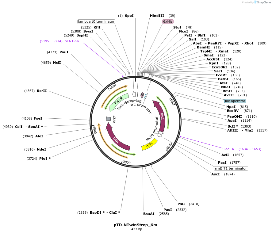 45938-plasmid-map-sequence-id-64651