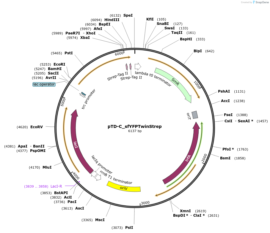 45943-plasmid-map-sequence-id-64656
