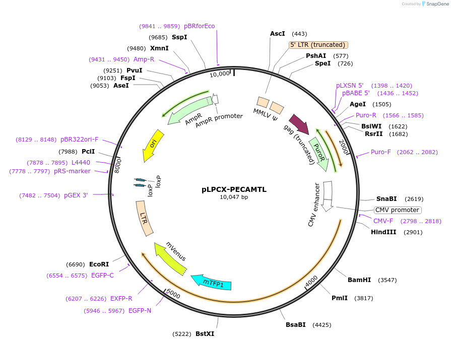 45851-plasmid-map-sequence-id-64754