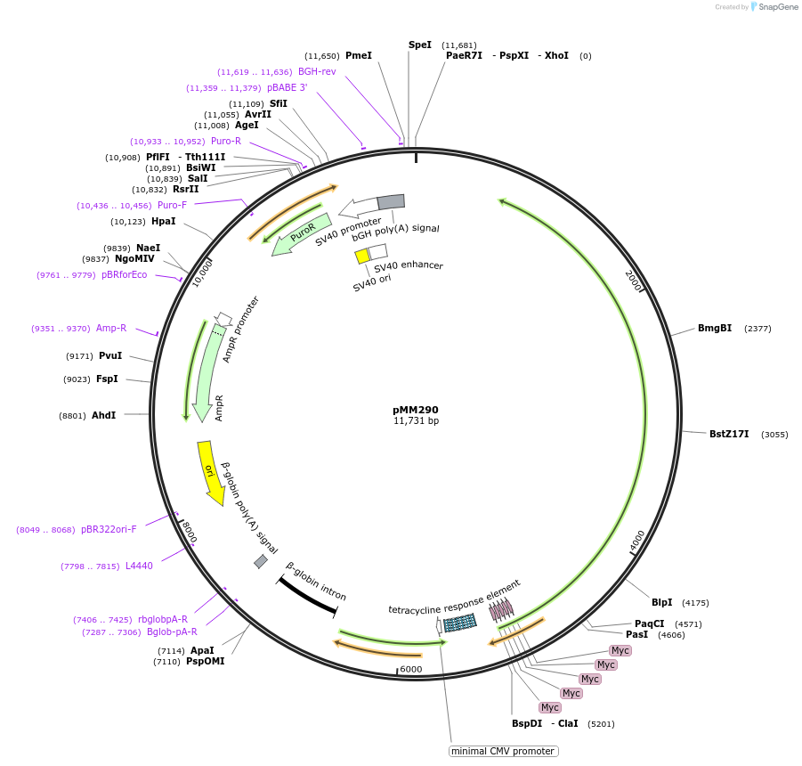 46038-plasmid-map-sequence-id-64900