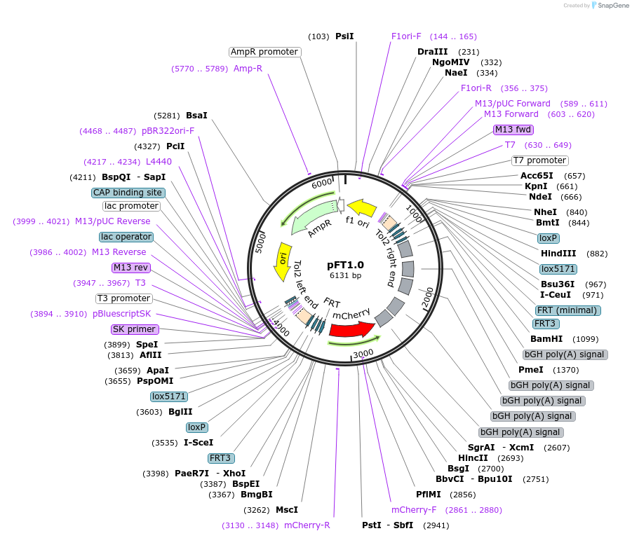 46138-plasmid-map-sequence-id-64918