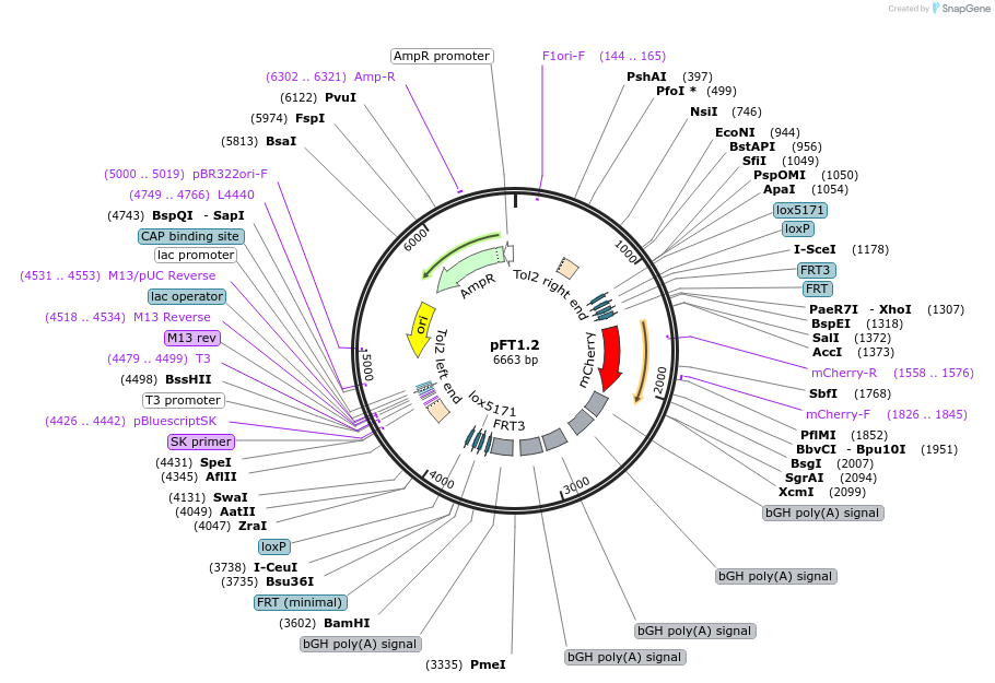 46140-plasmid-map-sequence-id-64920