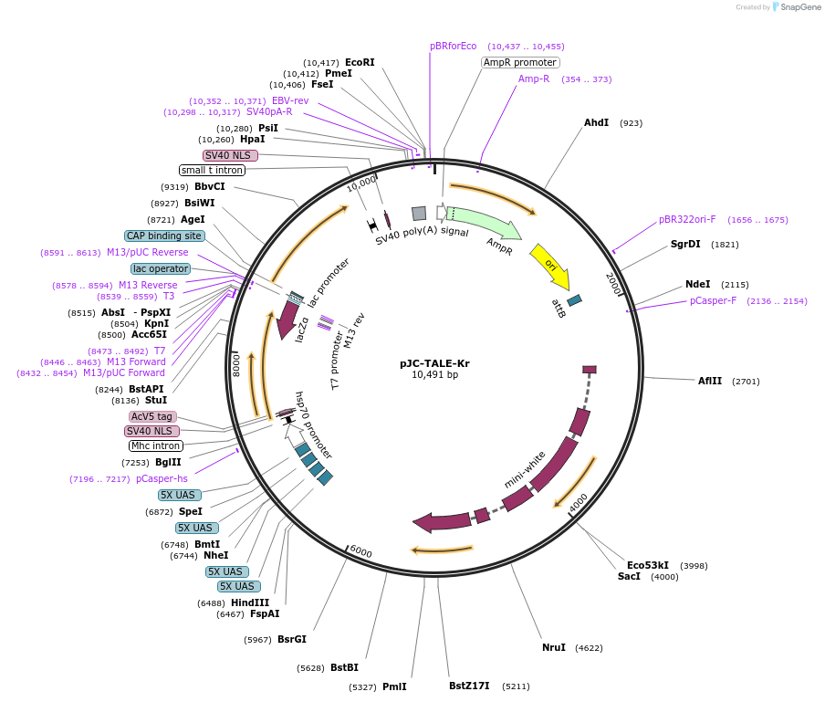 46146-plasmid-map-sequence-id-64952