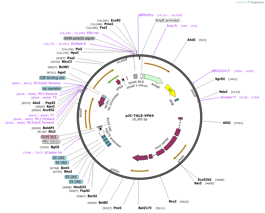 46147-plasmid-map-sequence-id-64953