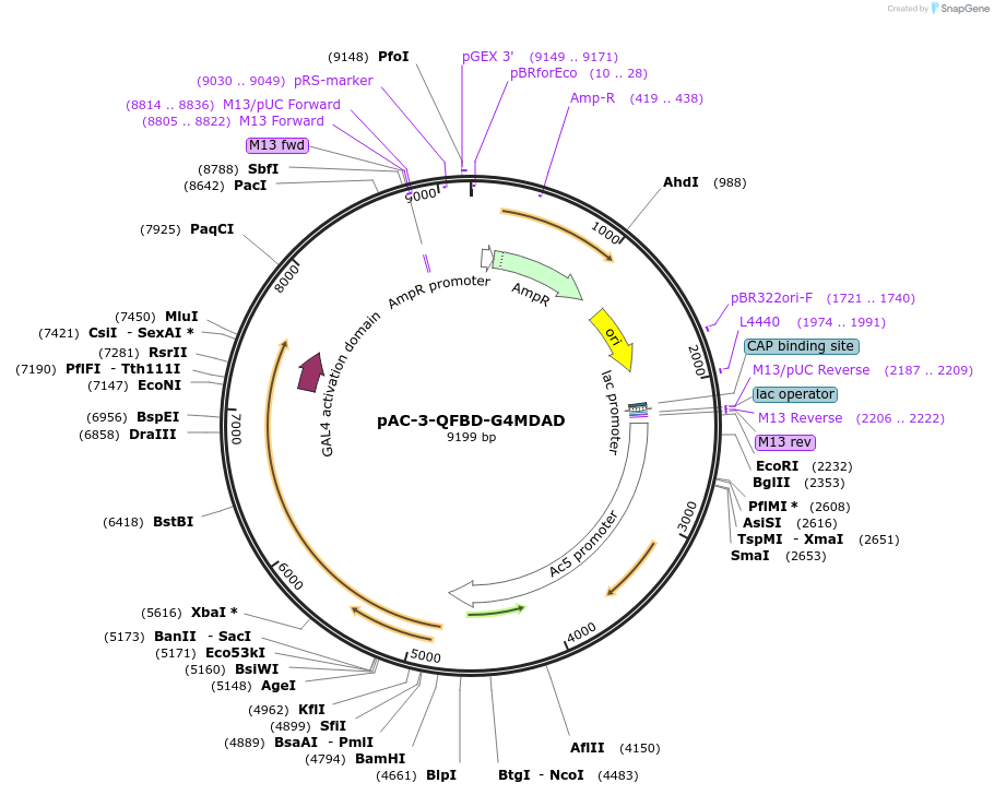 46092-plasmid-map-sequence-id-64984
