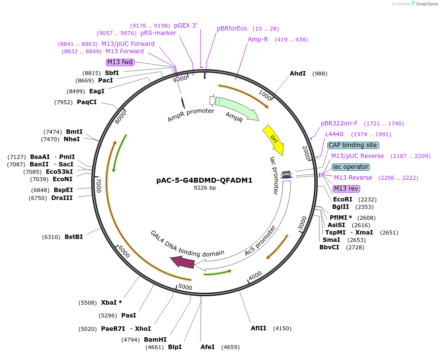 46094-plasmid-map-sequence-id-64986