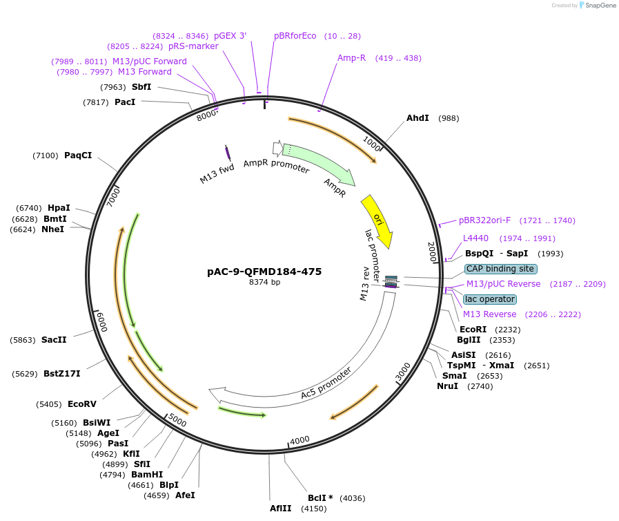 46099-plasmid-map-sequence-id-64991