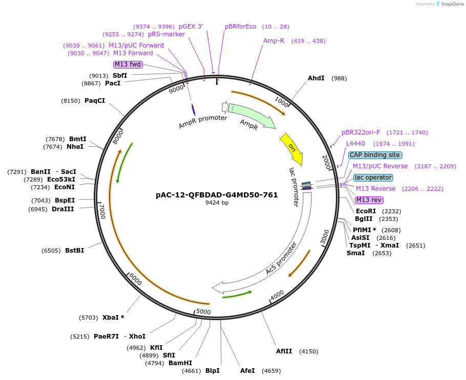 46102-plasmid-map-sequence-id-64994