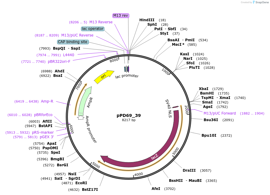 1454-plasmid-map-sequence-id-65