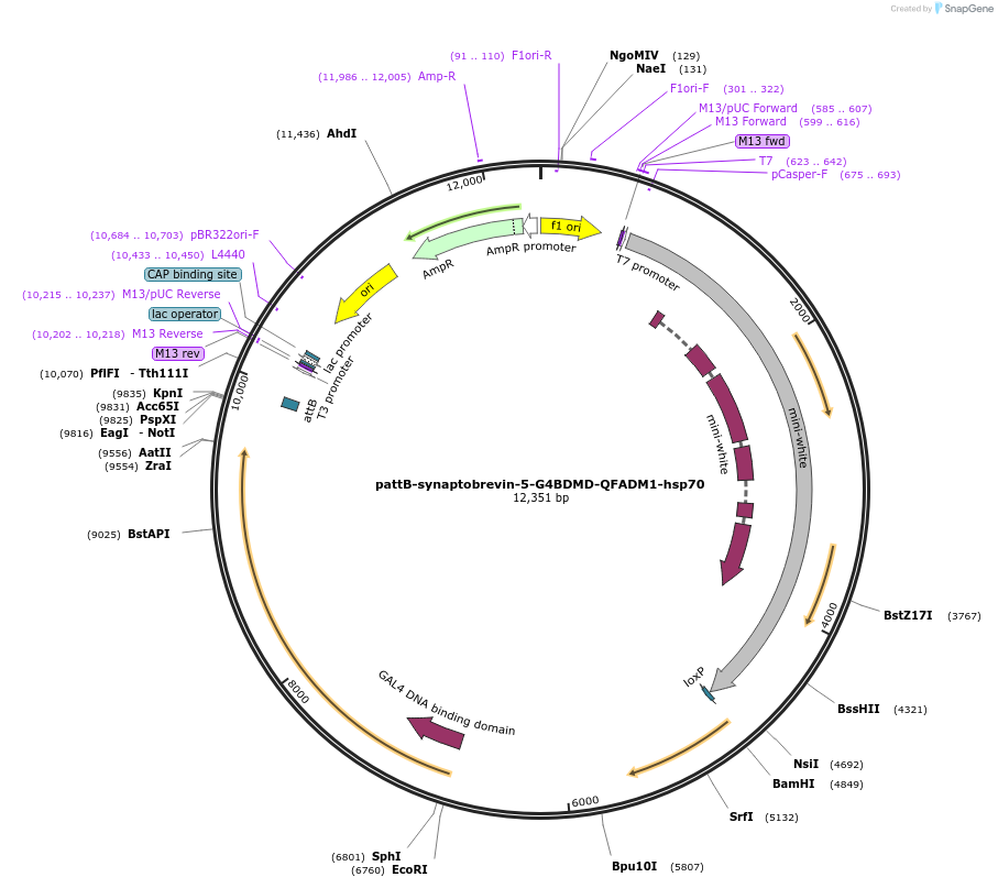 46113-plasmid-map-sequence-id-65008