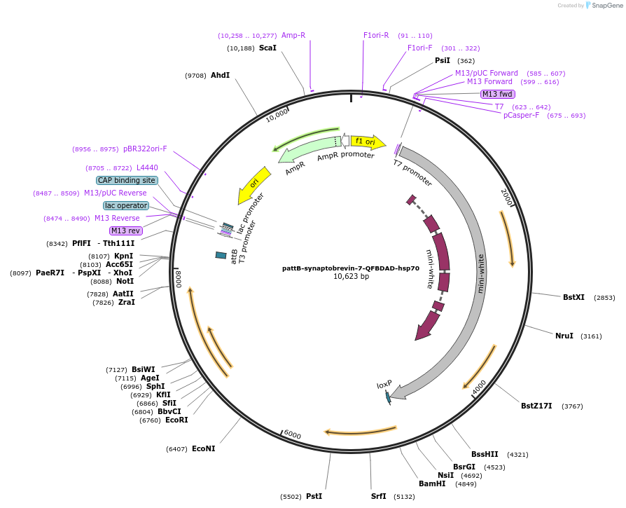 46115-plasmid-map-sequence-id-65013