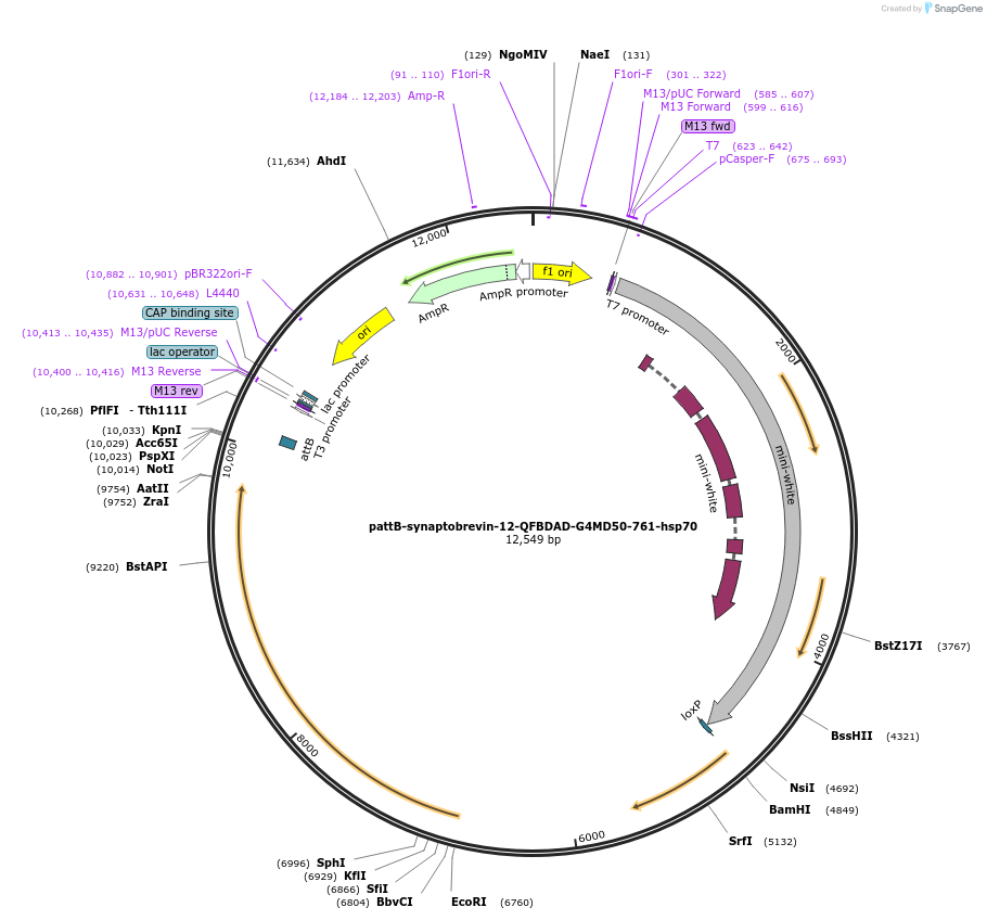 46121-plasmid-map-sequence-id-65021