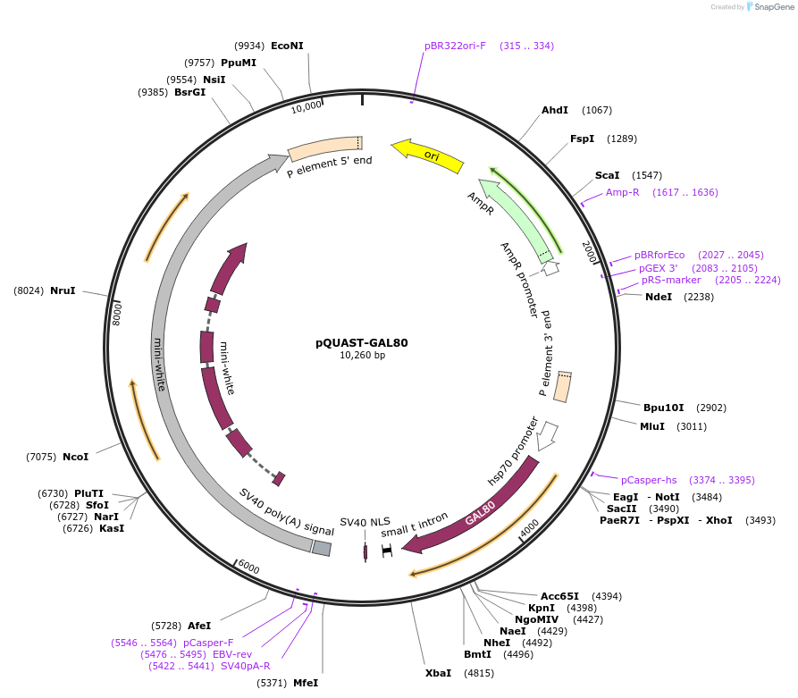 46137-plasmid-map-sequence-id-65039