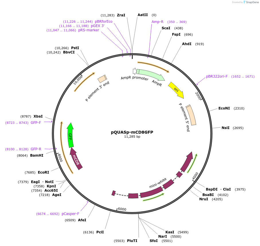 46163-plasmid-map-sequence-id-65047
