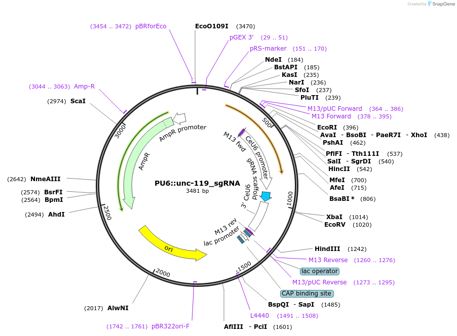 46169-plasmid-map-sequence-id-65052