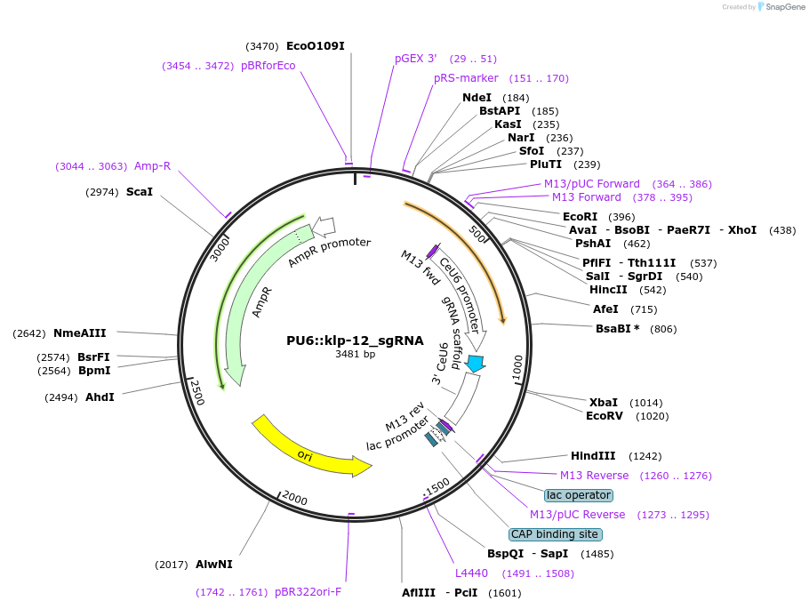46170-plasmid-map-sequence-id-65053
