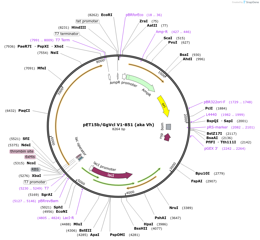 46172-plasmid-map-sequence-id-65062